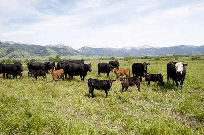 A New (Old) Way to Raise Meat – GoodFood World